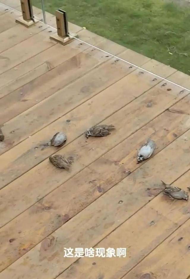 皇冠体育App下载_一群麻雀飞着飞着纷纷坠亡皇冠体育App下载，林业部门：可能是中毒了，将联合公安调查